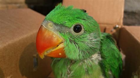 The Intelligent Alexandrine Parrot / Alexandrine Parakeet