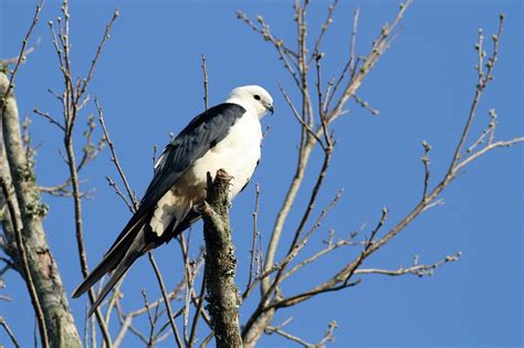 Swallow-tailed Kite Facts, Habitat, Diet, Life Cycle, Pictures