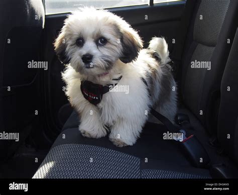 Teddy Bear puppy (a/k/a Zuchon, mix of Shih-Tzu and Bichon Frise Stock Photo: 62154545 - Alamy