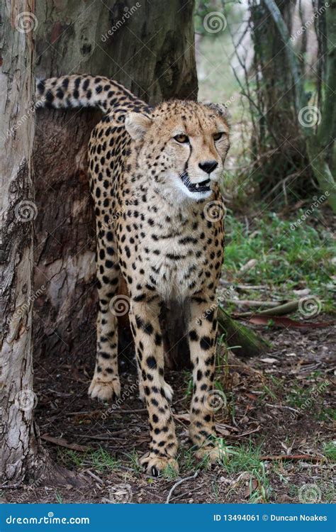 Cheetah Wild Cat stock image. Image of feline, profile - 13494061