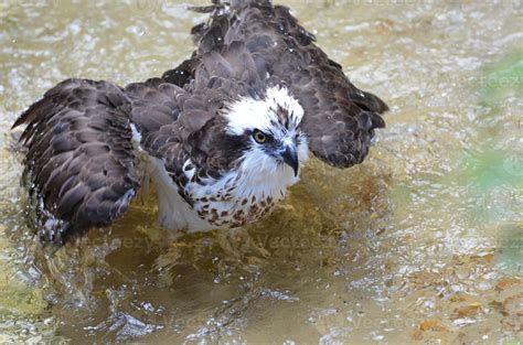 Fish Eagle Bird Playing in Water 9595108 Stock Photo at Vecteezy