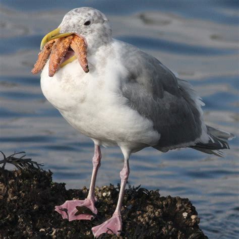 Seagulls Eating Starfish Look Terrifying