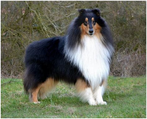 Rough Collie - Facts, Pictures, Puppies, Rescue, Temperament, Breeders ...