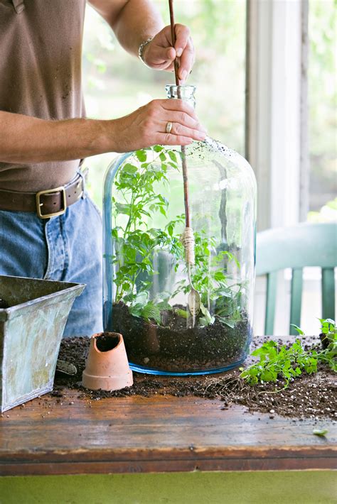 The Best Terrarium Plants for Miniature Gardens Under Glass - Sunset ...