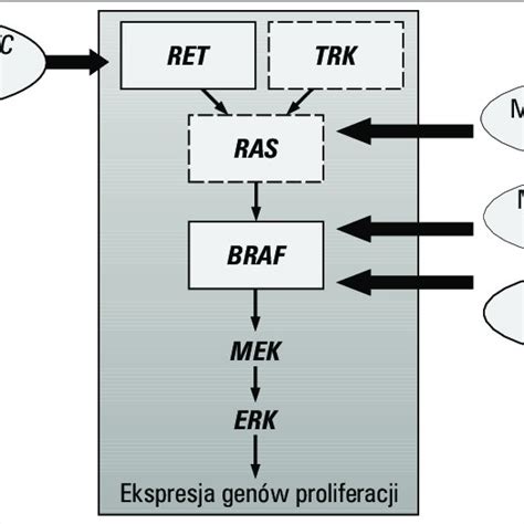 Activation of the MAPK pathway in papillary thyroid carcinoma as a... | Download Scientific Diagram