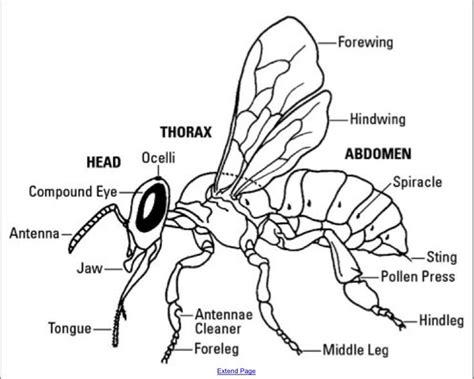 Science and Music: 1st Grade Bee Unit — Amy M. Burns