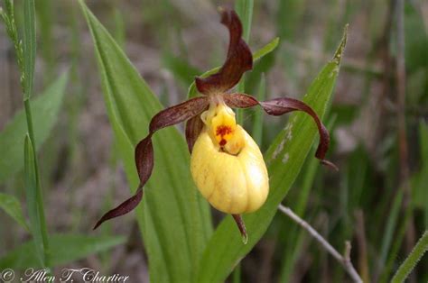 Cypripedium calceolus