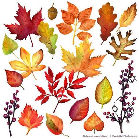 Watercolor Autumn Leaves & Branches Clipart - Watercolor Clipart, Fall ...