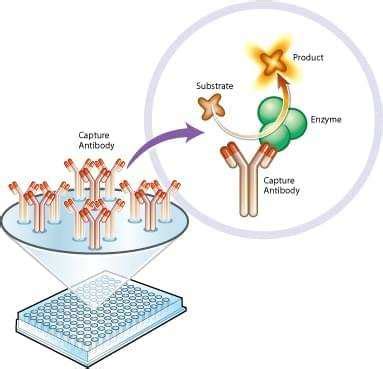 Enzyme Activity Assay - Creative BioMart