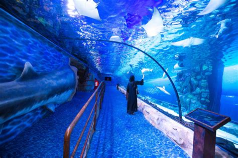 Dubai Aquarium Underwater Zoo At Dubai Mall - Aquarium Views