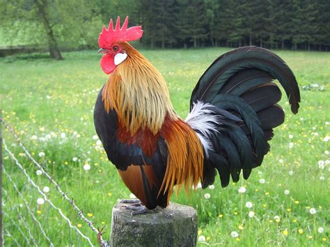 Dutch Bantam Related Keywords & Suggestions - Dutch Bantam Long Tail Keywords Bantam Chickens ...