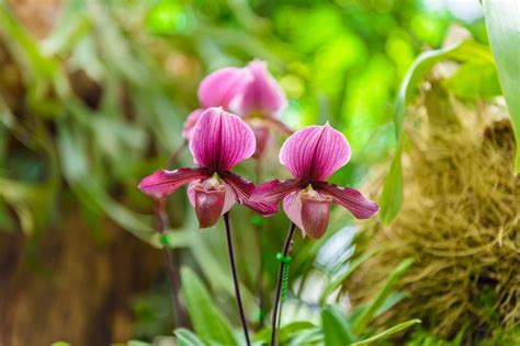 What Are Paphiopedilum Orchids - How To Grow A Paphiopedilum Orchid Plant