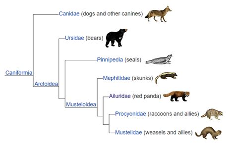 International Red Panda Day - HubPages