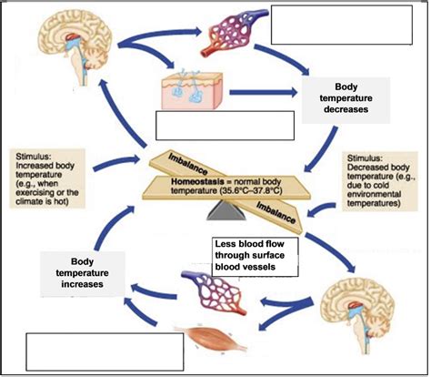 Thermoregulation/ Unit 3 Diagram | Quizlet