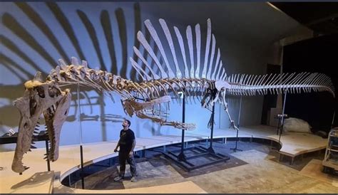 The new spinosaurus reconstruction 2022v : r/Dinosaurs