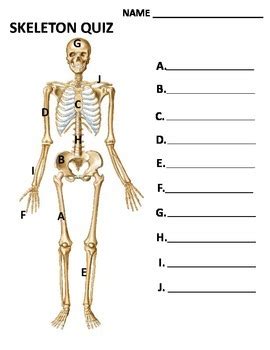 Appendicular Skeleton Quiz