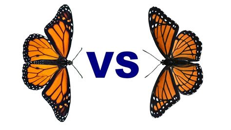 Butterfly Heavyweight Champion Showdown: The Monarch vs. The Viceroy - Johnny Butterflyseed