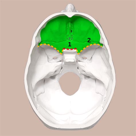 Anterior cranial fossa - Wikipedia