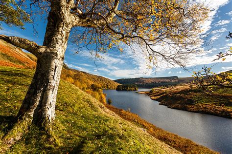 Elan Valley tree Photograph by Izzy Standbridge - Pixels