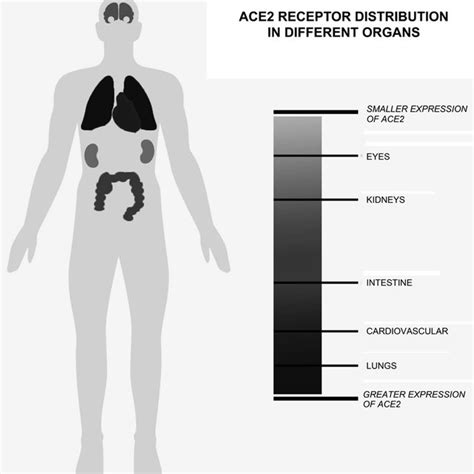 ACE2 rECEPTOr DiSTriBUTiOn in DiffErEnT OrGAnS Of THE HUMAn BODY ...