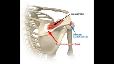 Supraspinatus Anatomy