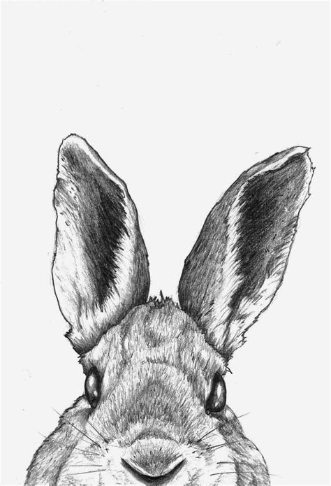 rabbit sketch print - Google Search | Bunny drawing, Bunny sketches, Bunny art