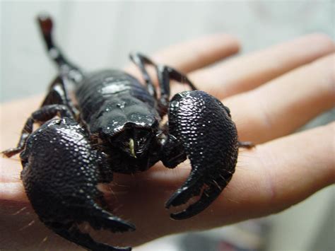 Black Emperor Scorpion macro by Undead-art-stock on DeviantArt