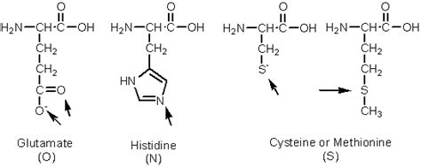 Amino Acids, Sulfur; Sulfur Amino Acids