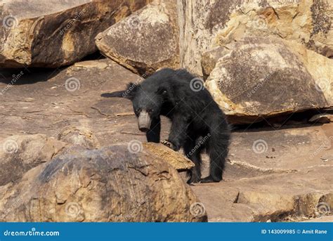 Sloth Bear in Its Habitat at Daroji Bear Sanctuary,Karnataka,India Stock Image - Image of ...