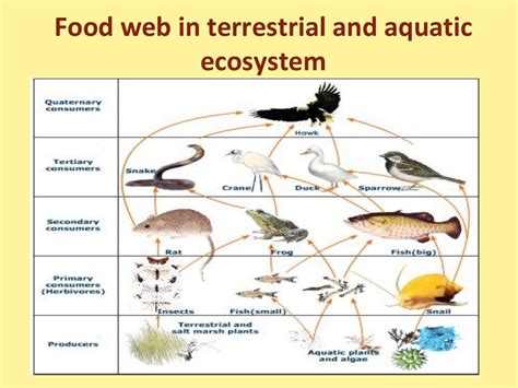 Food chain,food web and ecological pyramids