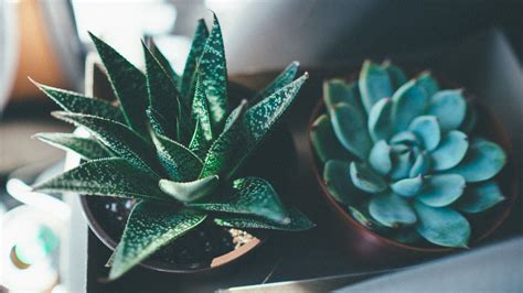 Succulent Aesthetic Desktop Wallpapers on WallpaperDog