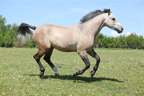 Nice grey horse running on pasturage — Stock Photo © Zuzule #47838721