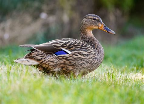 THE WONDER OF A FEMALE MALLARD'S VAGINA