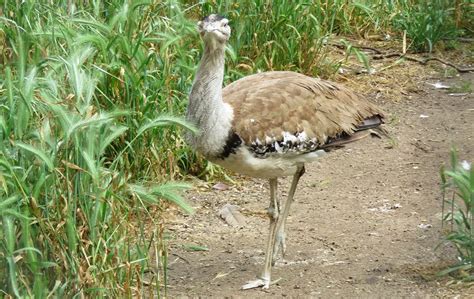 Australian Bustard | The Animal Facts | Appearance, Diet, Habitat