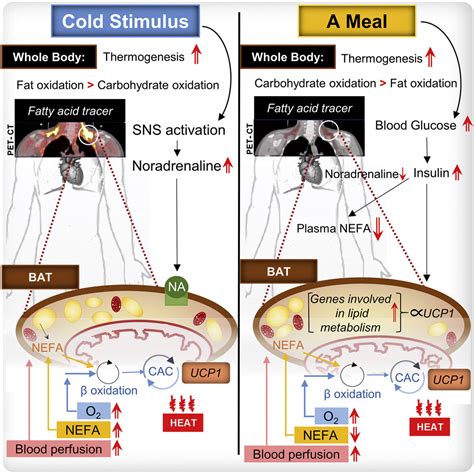 Postprandial Oxidative Metabolism of Human Brown Fat Indicates Thermogenesis: Cell Metabolism