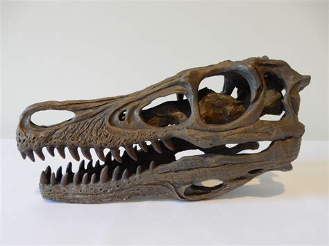 Reproduction ‘Velociraptor’ Skull | STYLISH