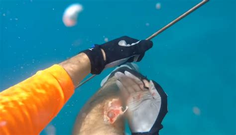 Diver films terrifying moment a reef shark bites off a chunk of his leg in Florida | IBTimes UK