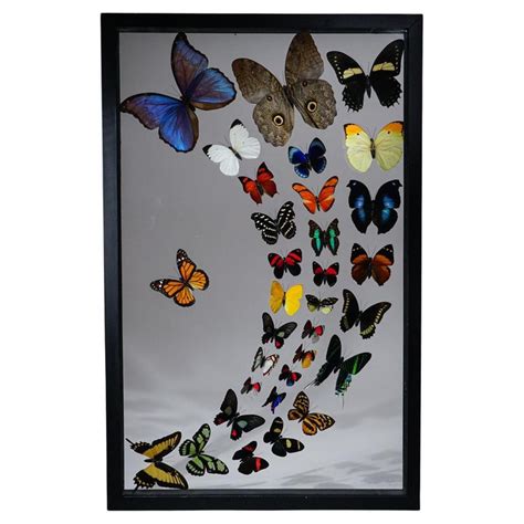 Genuine Butterflies Specimen in Black Display Frame '32 Butterflies' at 1stDibs