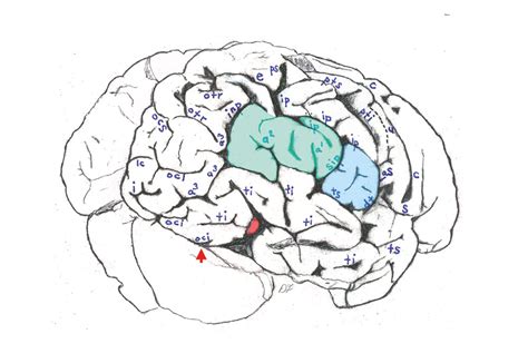 Image Gallery: Einstein's Brain | Live Science