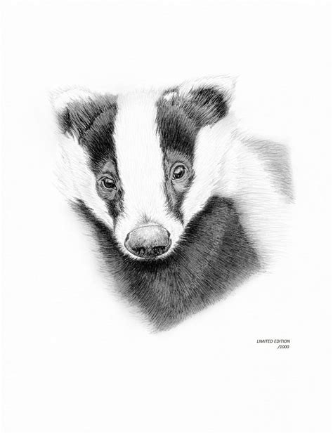 Badger no.2 Art Drawing Prints A4/A3 Size, Greetings/note Card card Can ...