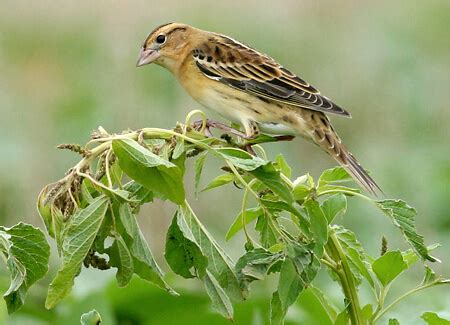 Bobolink | American Bird Conservancy