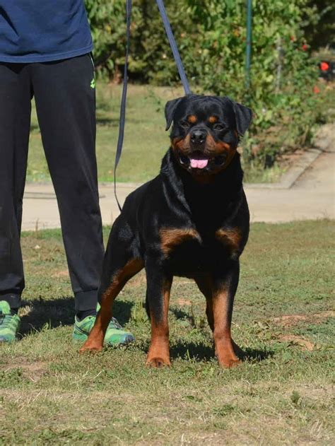 Giant Rottweiler Puppies For Sale - Mississippi Rottweilers