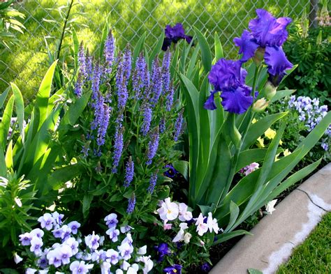 World of Irises: "Talking Irises" TALL BEARDED IRISES IN YOUR LANDSCAPE--Using a variety of ...