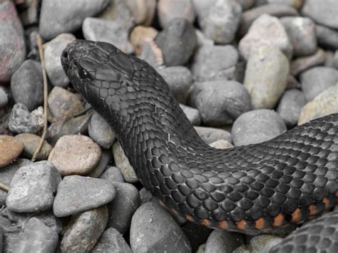 The 5 Most Venomous Snakes In Lebanon To Know About - Travel Snippet