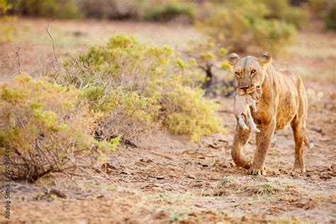 Female lion with cub Stock Photo | Adobe Stock