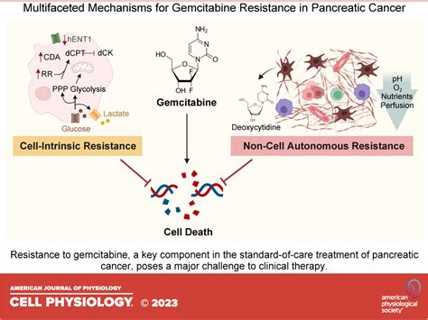 Barriers and opportunities for gemcitabine in pancreatic cancer therapy ...