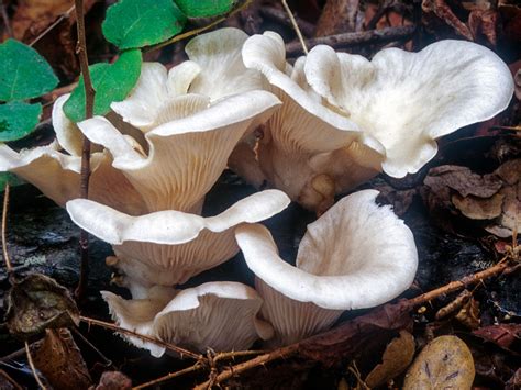 California Fungi: Pleurotus ostreatus