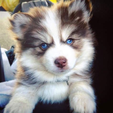 I heard you all like Pomsky puppies, so let's break the Internet together. Reddit, meet Kairi ...