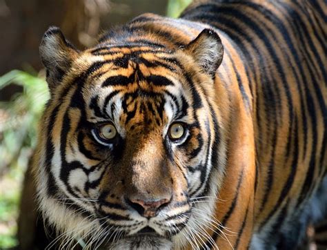 Amazing Facts About The National Animal Of India: Bengal Tiger | by wildlife Secret | Medium