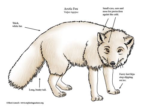 arctic fox internal structures Illustrations arctic fox skeleton stock photo